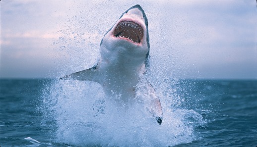 Shark-jumping-out-of-water-shark-jumping