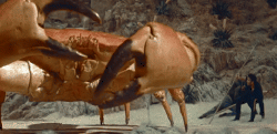 Anybody else think that the crab would only be orange if it was already cooked?