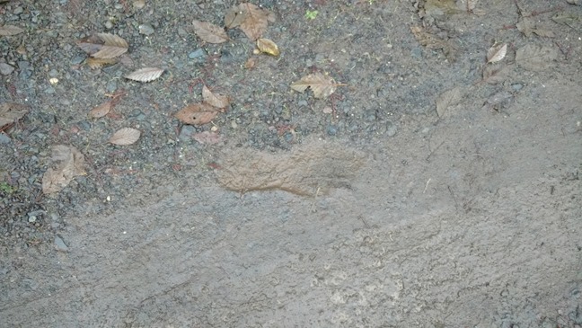 Footprint I saw outside on a cold wet day. Not mine!