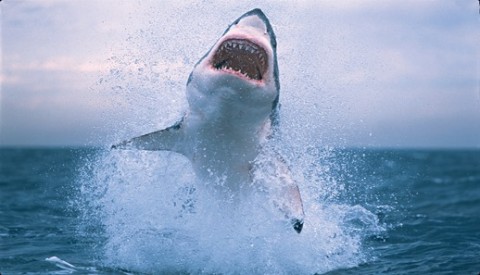Shark-jumping-out-of-water-shark-jumping.jpg